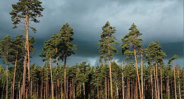 Kredītu projektu vadītāja asistents/-e 