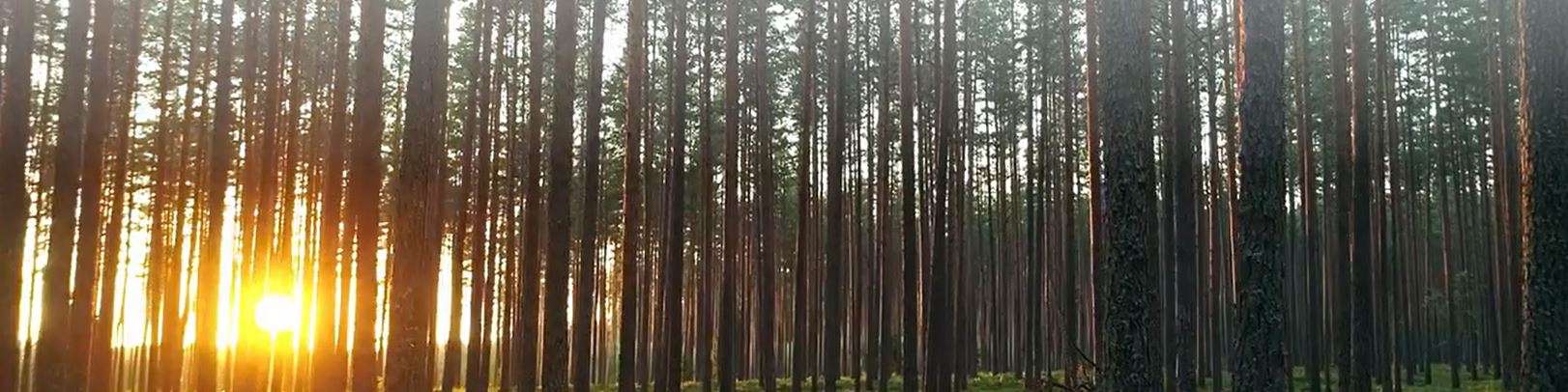 Meža taksators / Dastotājs (Vidzeme, Zemgale reģions)