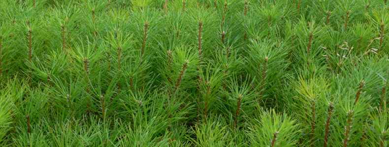 Tehniskā dienesta vadītāja vietnieks/-ce