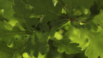 Middle Office Specialist