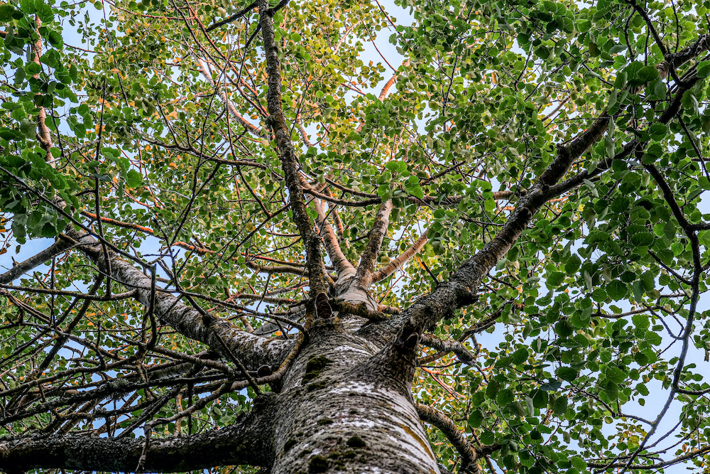 German & English speaking Customer service manager