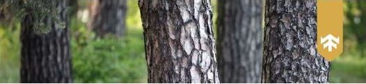 Tirdzniecības asistents/-e