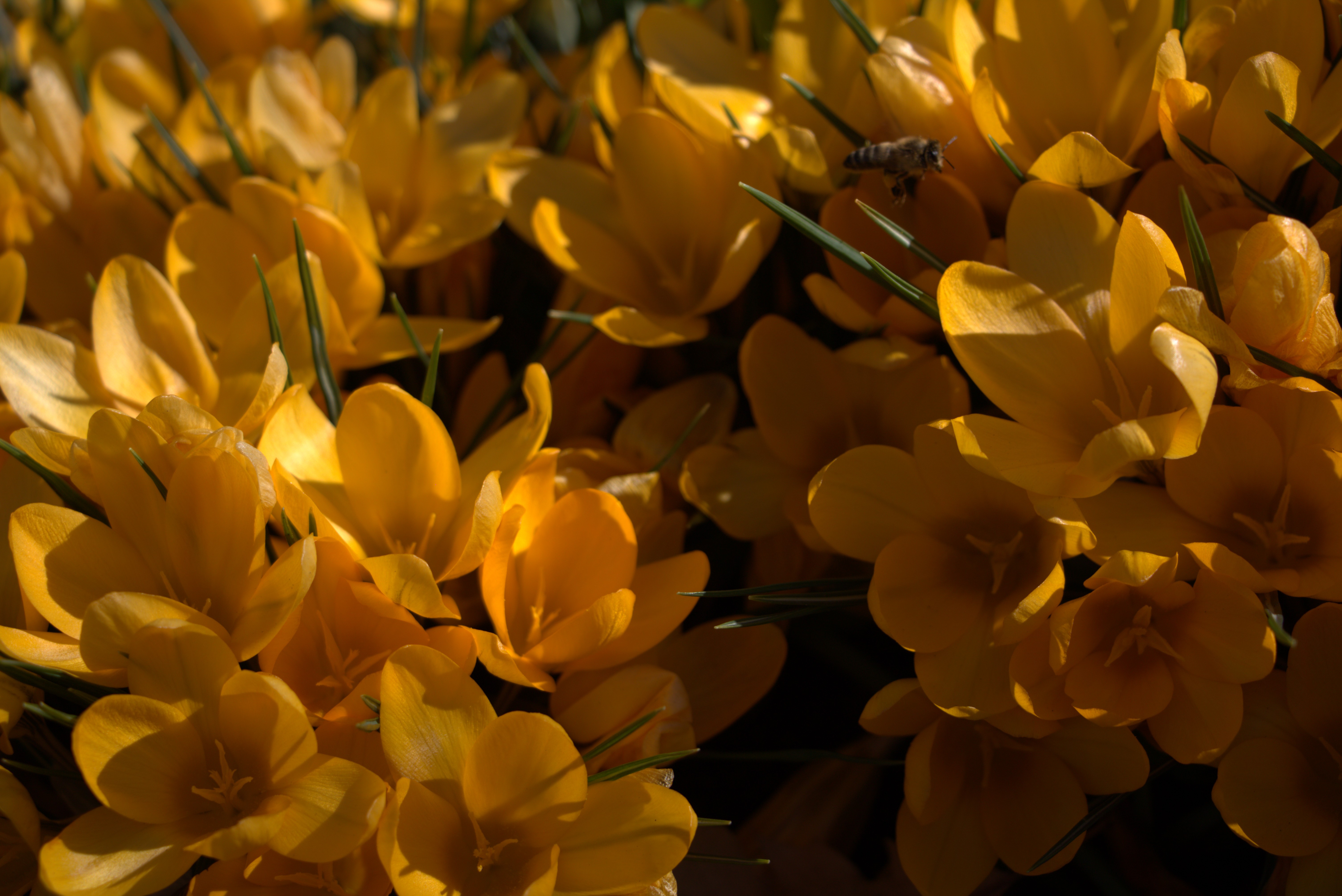 Iecirkņa vadītājs/-a Daļas “Dārzi un parki” Pārdaugavas iecirknī